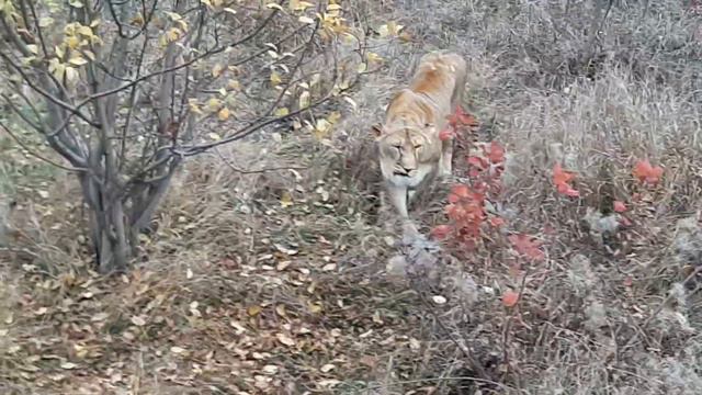 Львица Алиса вышла на охоту, Лейла пытается её остановить. смотреть онлайн