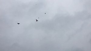 Голубиные гнезда