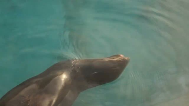 Выступление северного морского льва из рода сивучей перед зрителями. смотреть онлайн