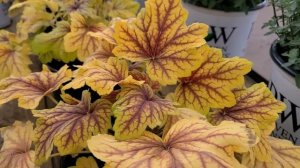 Heuchera 'Red Lightning' (Coral Bells) // Incredibly COLORFUL, BRIGHT leaved perennial.
