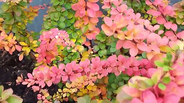 Барбарис. Как можно его не любить? смотреть онлайн