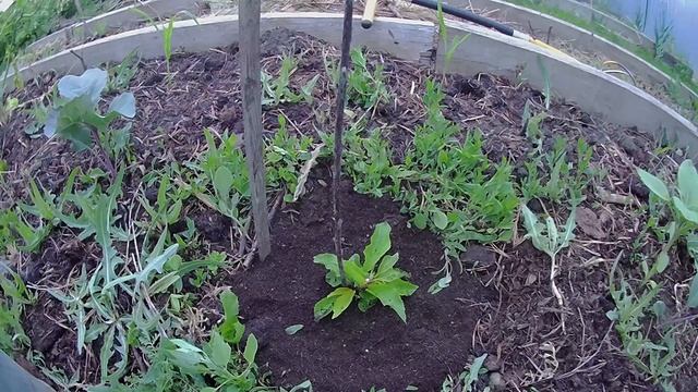 Колоновидная черешня Хелена. Удобрение для черешни. Выращивание колоновидной черешни в Челябинске смотреть онлайн