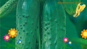 Огурец Чистые Пруды. Краткий обзор, описание характеристик, где купить семена cucumis sativus