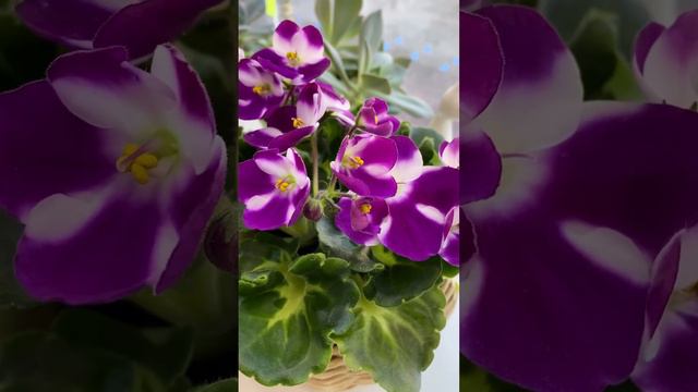 New Pixie Green Магазин Фиалки в Одессе смотреть онлайн