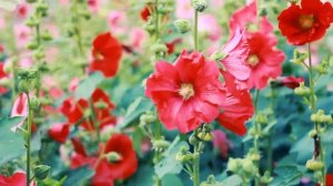 Красивые красные Мальвы | Футажи красивая природа [FullHD]