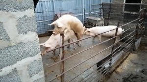 Молодые свинки начали гулять, решил оставить на Свиноматок.Хряк Борька отработал на все 100%