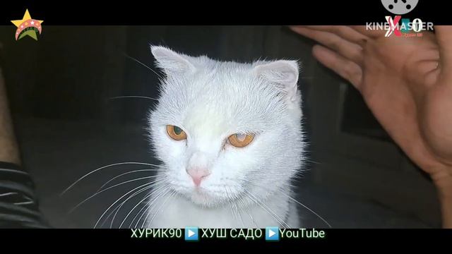 Самый любимый кошка вот его видео мы вместе любит этого кошка старый просто ой и пишем свое мнение