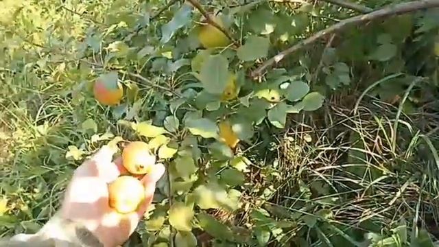 Скороспелый сорт груши Красуля смотреть онлайн