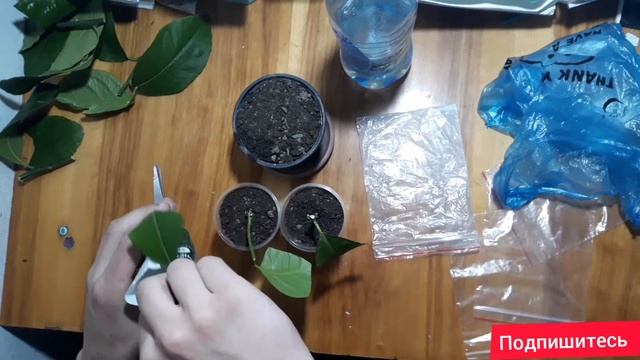 Как укоренить черенок лимона ?)Самый простой способ ! смотреть онлайн