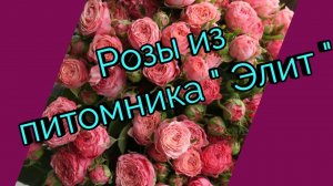 Посылка с розами из питомника "Элит ".