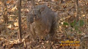 Black Wallaroo - Macropus Bernardus