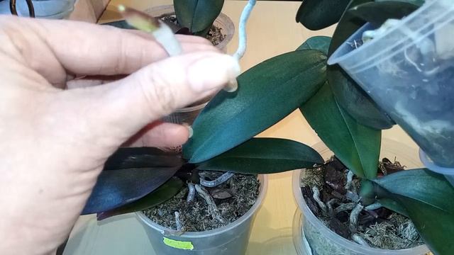 Почему краснеют листья и кончики корней у орхидеи? смотреть онлайн