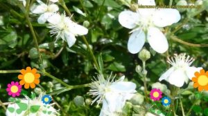 Лапчатка трехзубчатая Нуук. Краткий обзор, описание характеристик potentilla tridentata Nuuk