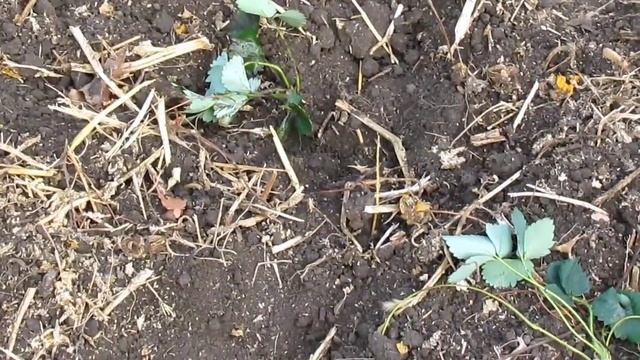 19.10.2015/ суп с фрикадельками и сырники/ вяжем/ клубника и свекла/ кирпичи/ Хуторянка смотреть онлайн