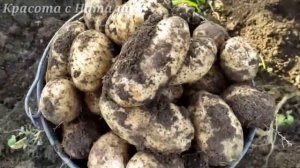 Сорт Картофеля Адретта