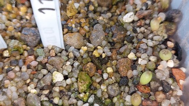 Две недели спустя.... Посев кактусов. смотреть онлайн