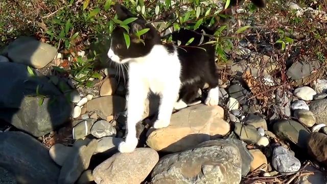 19_августа_2016-КОТЁНОК ПО ИМЕНИ КОТ.mp4 смотреть онлайн