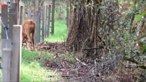 Rehfotografie in Wittlich 3 (Фотоохота на косуль в Виттлихе) (Roe deer photography in Wittlich)