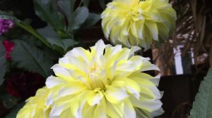 Георгина Hollyhill Lemon Ice Dahlia Hollyhill Lemon Ice в моем саду в Лондоне.