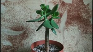 ДЕНЕЖНОЕ ДЕРЕВО. СКОРОСТЬ РОСТА. КАК БЫСТРО РАСТЕТ ТОЛСТЯНКА? С КАКОЙ СКОРОСТЬЮ РАСТЕТ КРАССУЛА?