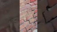 Нашествие гадюк на ж/д станции Мишкинская, Ростов