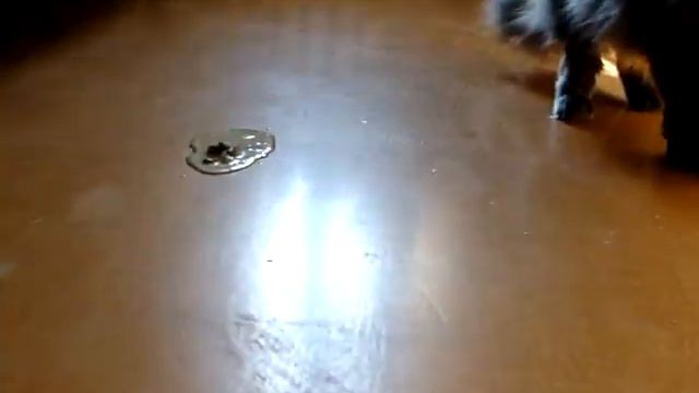 эти милые котики. смотреть онлайн