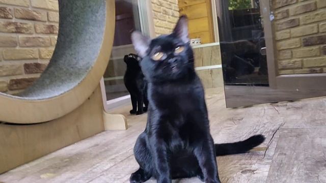 #БОМРОЗА / Бомбей / Кошка / Bombay смотреть онлайн