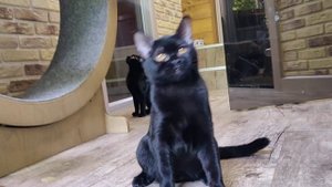 #БОМРОЗА / Бомбей / Кошка / Bombay