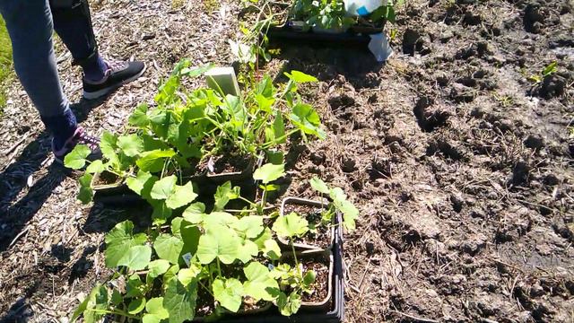 TRANSPLANTING SQUASH🌱 A TOUR, WINTER SOWN GREENS🌿, MY ALLOTMENT & CONTEST UPDATE |ZONE 5B GARDEN смотреть онлайн
