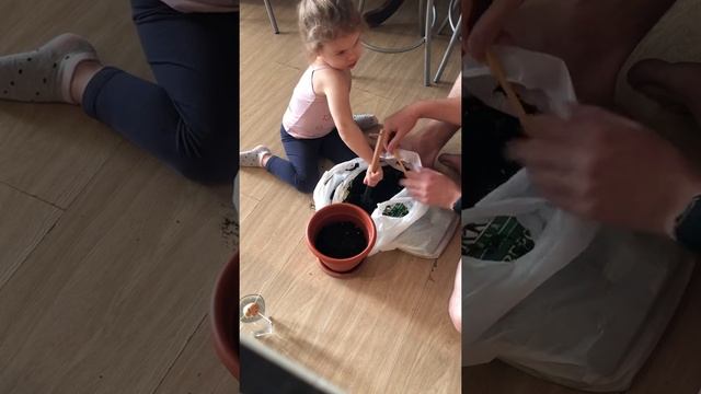 Мира сажает авокадо. Пересадка авокадо в горшок. Как вырастить авокадо. смотреть онлайн