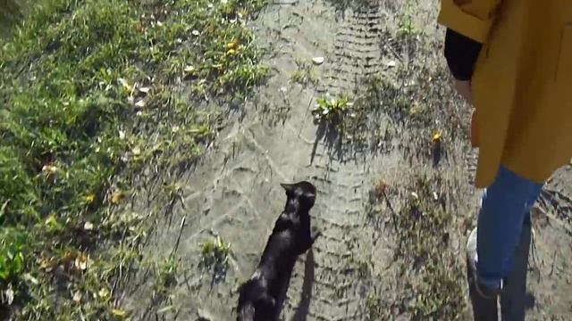 Нашли котенка в лесу смотреть онлайн