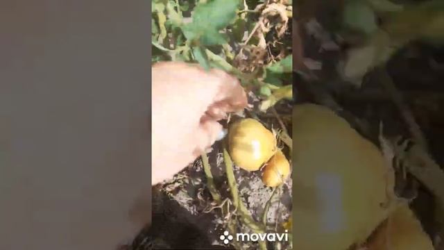 100 ВИДЕО!!!?Помидор Персик?Мой огород и заготовки на зиму?