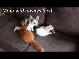 Mom will always feed...
