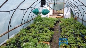 Кассетная рассада, секреты выращивания