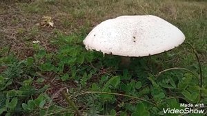 Августовский шампиньон