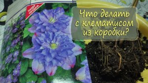 Что делать с клематисом из коробки? Как сажать? | vlog Дача как есть 6.04.2024
