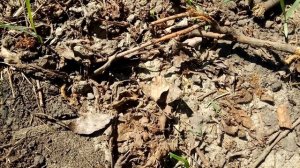 Ящерица убегает от человека (поймал ящерицу на видео)