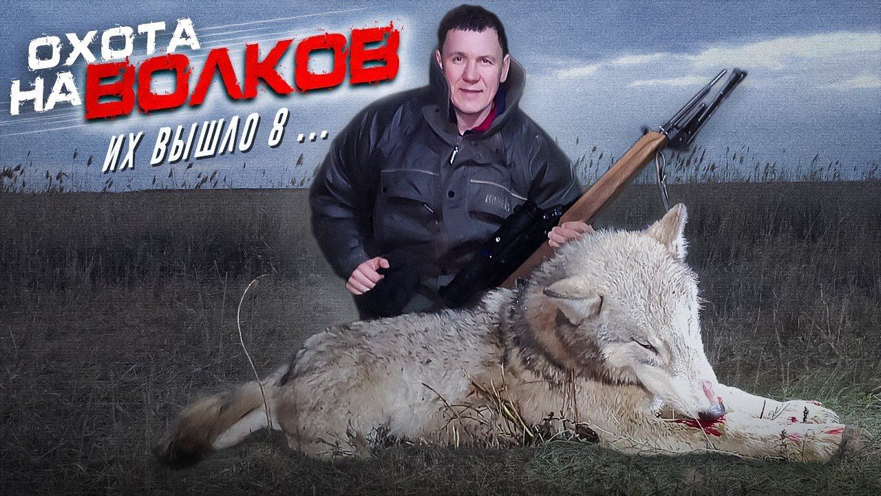охота на волков.вышло 8 ВОЛКОВ! wolf hunting.wolfsjagd смотреть онлайн