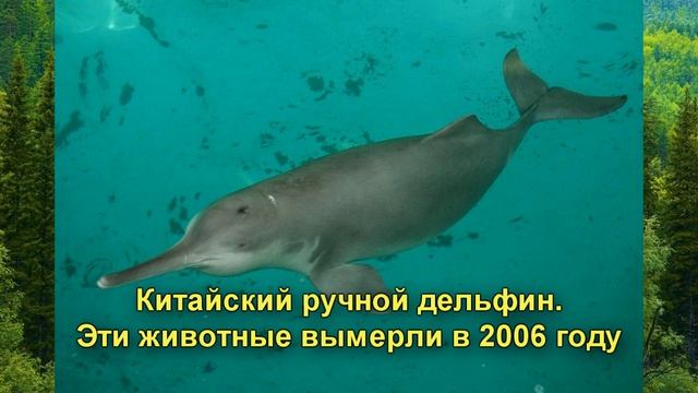 вымершие животные по вине людей смотреть онлайн