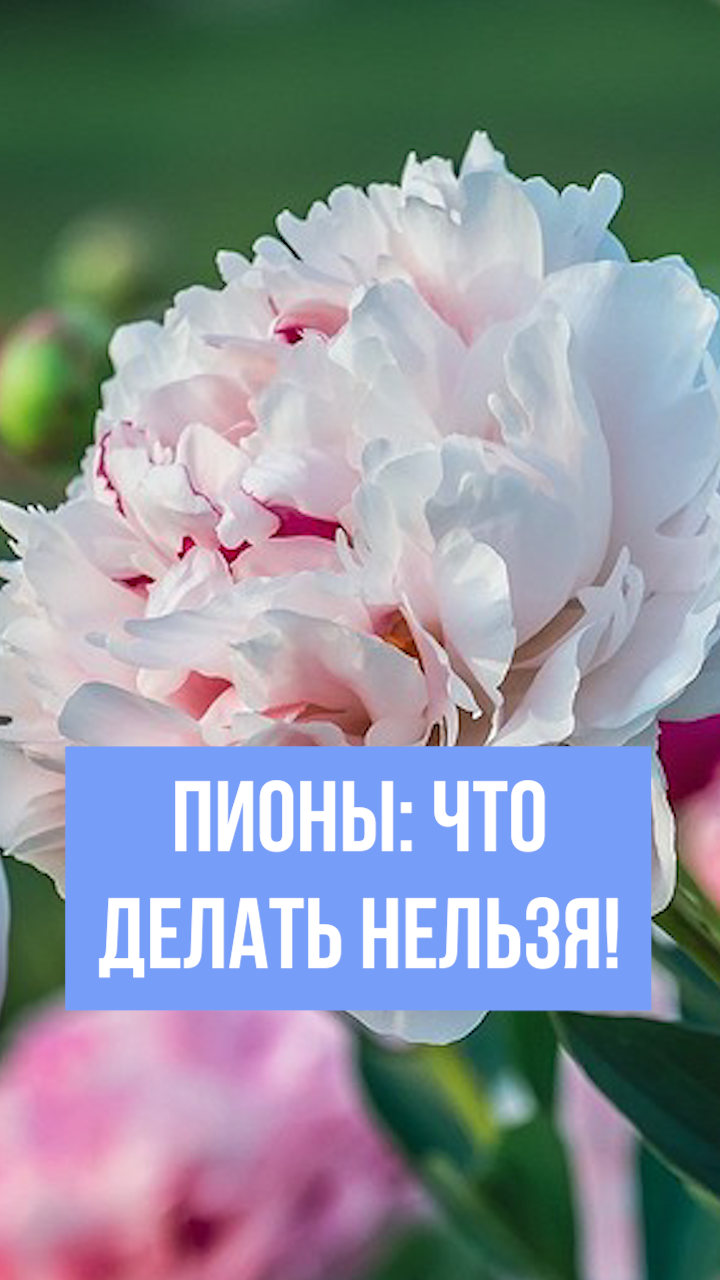 Посадка пионов весной: что нельзя делать. Пионы. Секреты пышного цветения.