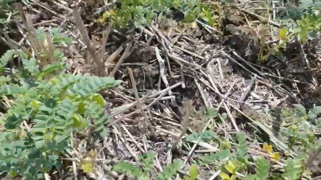 Выращивание нута . No-till 02.07.2018 Состояние посевов смотреть онлайн