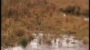 Река Мелекес