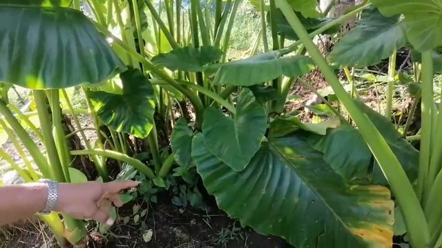Inside Alocasia Giant Elephant Ear Leaf