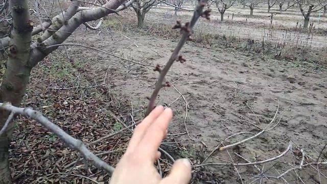 ОСОБЕННОСТЬ ОБРЕЗКИ ЧЕРЕШНИ! КАК РАЗЛИЧИТЬ ПОЧКИ НА ЧЕРЕШНЕ? От этого зависит Ваш урожай! смотреть онлайн