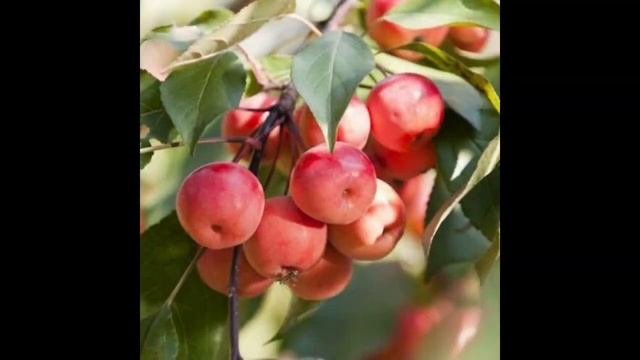 Мой ТОП-5 цветущих деревьев для сада. Ландшафтный дизайн. My TOP 5 flowering trees. Landscape desig