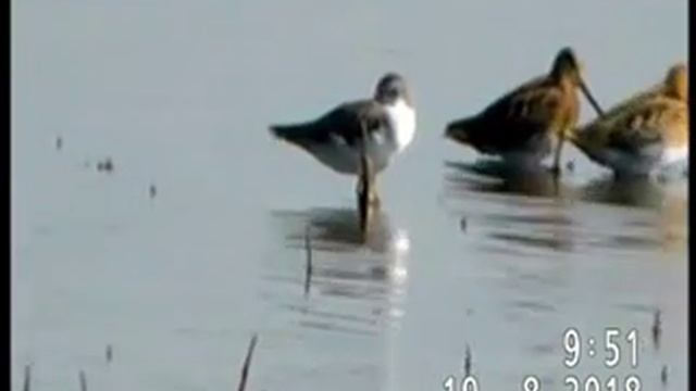 ПЯТЬ ОБЫКНОВЕННЫХ БЕКАСОВ НА СОВЕТЕ БЕЗОПАСНОСТИ смотреть онлайн