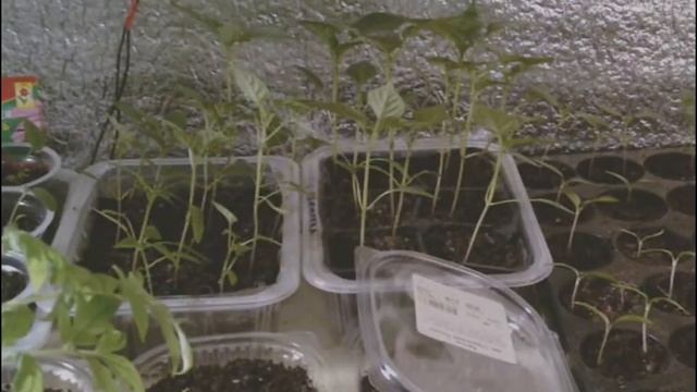 60. Обзор рассады: сладкий перец, горький перец, сельдерей, пряные и лекарственные травы и др. смотреть онлайн