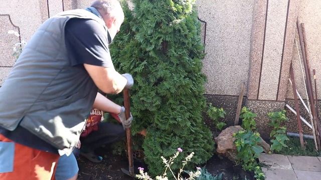 Посадка ТУИ и МОЖЖЕВЕЛЬНИКА / Основные Правила смотреть онлайн