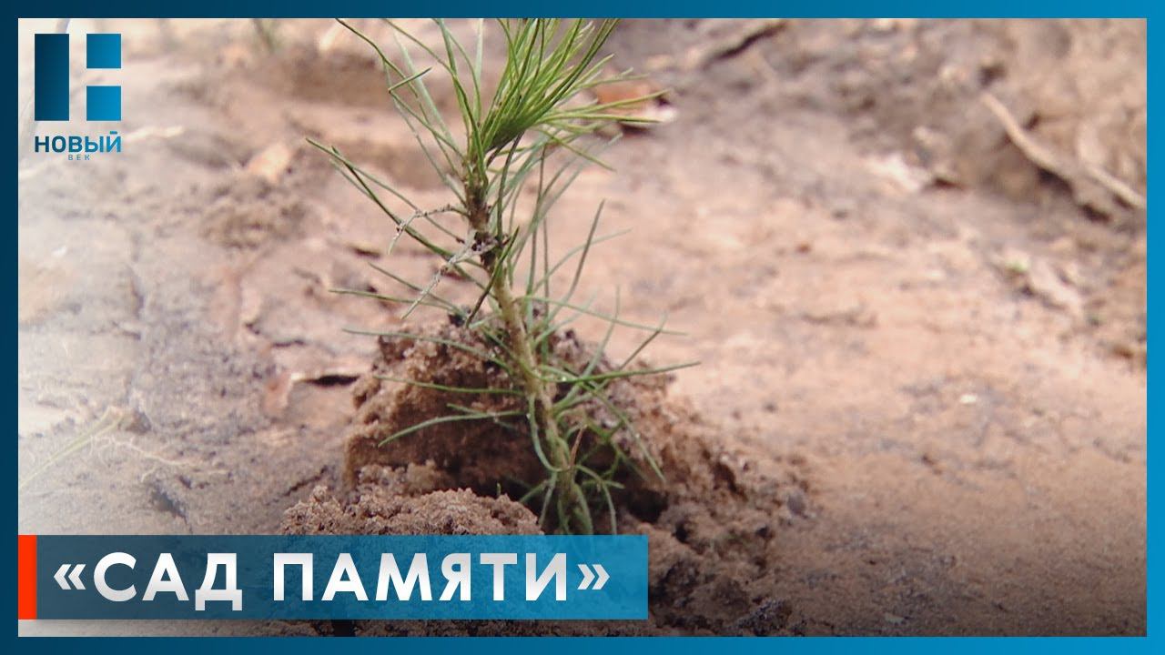 В Тамбовской области в рамках акции «Сад памяти» высадили более 8 тысяч деревьев