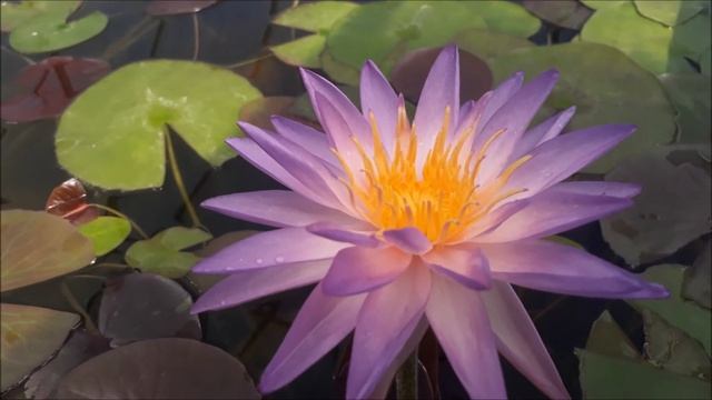 Нимфея Purplelucent (Светящийся фиолетовый), кувшинка, нимфея, водные растения, пруд смотреть онлайн